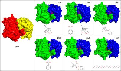 Structural Analysis of Anti-Hapten Antibodies to Identify Long-Range Structural Movements Induced by Hapten Binding